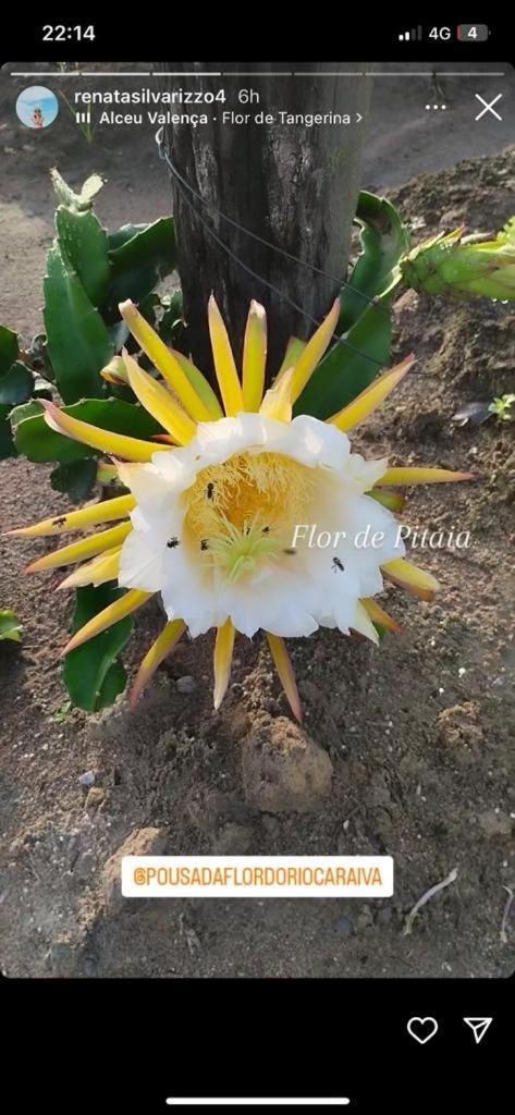 Pousada Flor Do Rio Caraíva Buitenkant foto